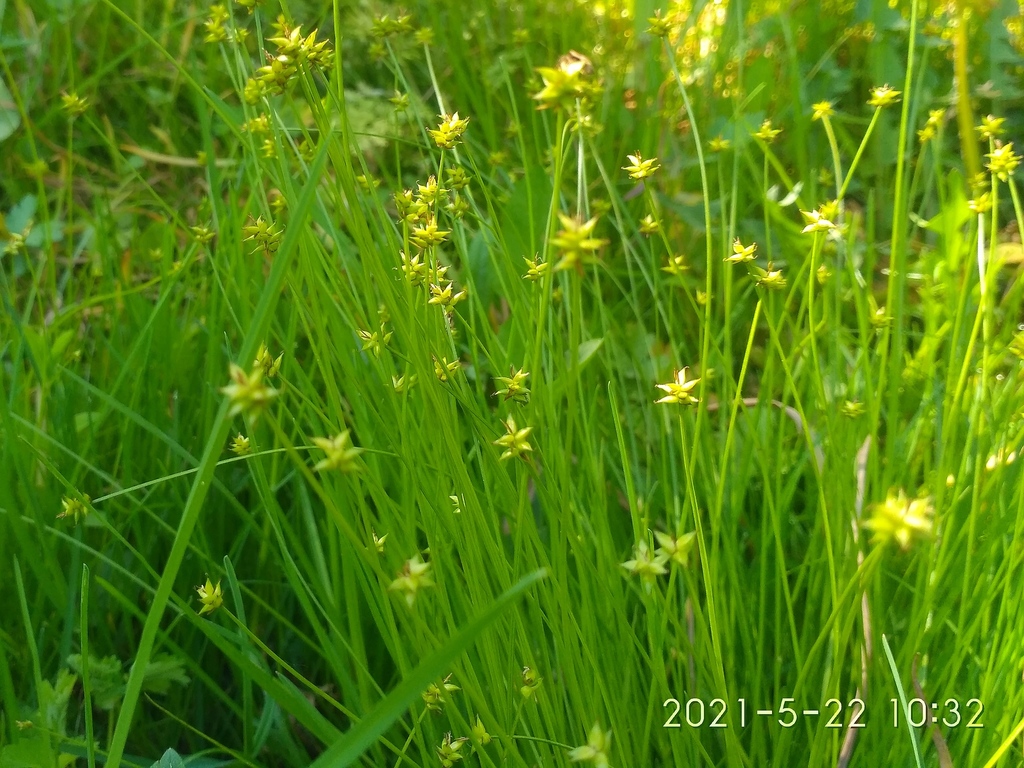 Carex onoei