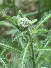 Achillea millefolium