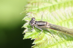 Ischnura elegans