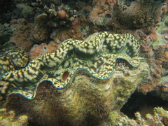 Tridacna derasa