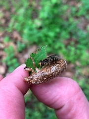 Parhelophilus flavifacies
