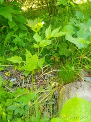 Cardamine leucantha