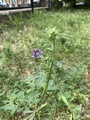Medicago sativa