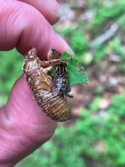 Parhelophilus flavifacies