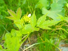Cardamine leucantha