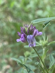 Medicago sativa