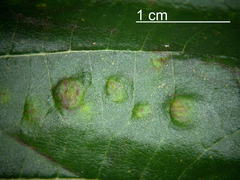 Taphrina sadebeckii