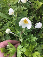 Anemonoides sylvestris