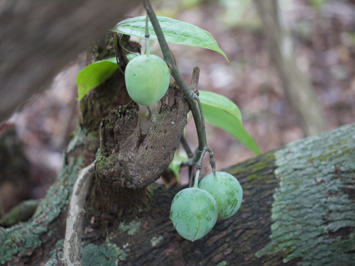 Adenia hondala