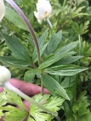 Anemonoides sylvestris