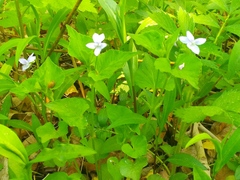 Viola acuminata