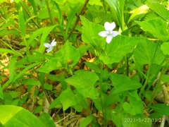 Viola acuminata