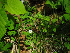 Trigonotis radicans