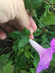 Ipomoea