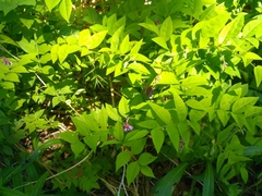 Vicia ramuliflora