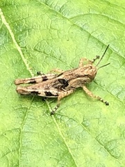 Melanoplus punctulatus