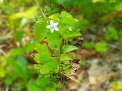 Viola acuminata