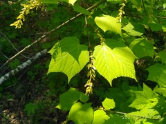 Acer tegmentosum