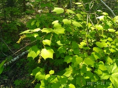 Acer tegmentosum