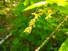 Acer tegmentosum
