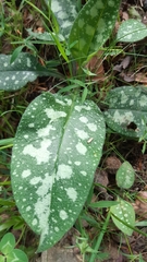 Pulmonaria affinis