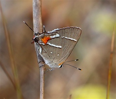 Strymon acis bartrami