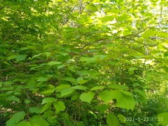 Corylus sieboldiana mandshurica