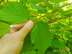 Corylus sieboldiana mandshurica