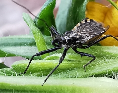 Sphedanolestes lividigaster