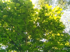 Corylus sieboldiana mandshurica