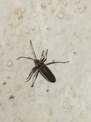 Stenomacra marginella