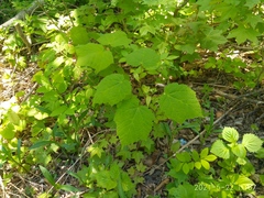 Acer tegmentosum