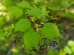 Acer tegmentosum