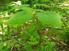 Acer tegmentosum