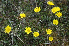 Tephroseris frigida