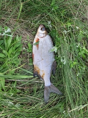 Blicca bjoerkna