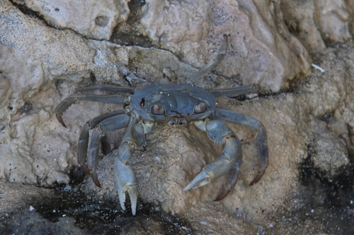 Geograpsus crinipes