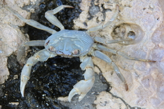Geograpsus crinipes