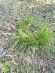 Carex pediformis macroura
