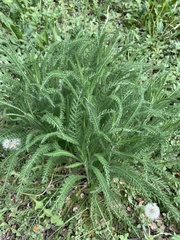 Achillea millefolium