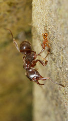 Pheidole rugosula