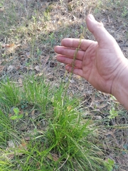 Carex pediformis macroura