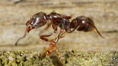 Pheidole rugosula