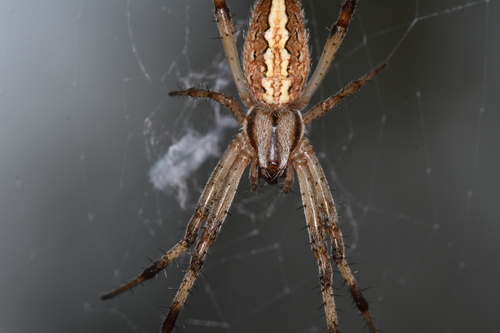 Grass Neoscona Spider