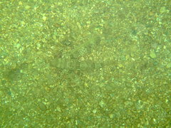 Dactylopterus volitans