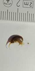 Gammarus roeselii
