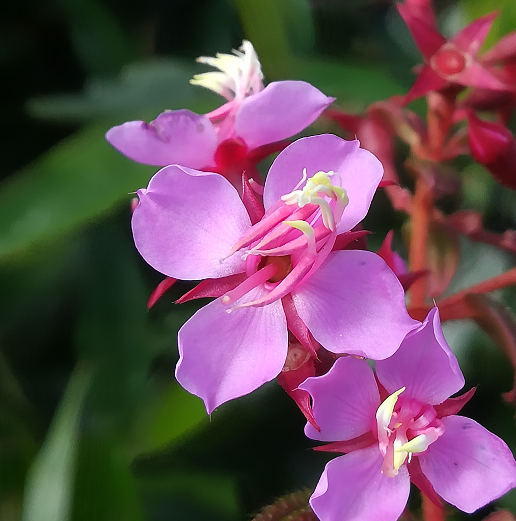 Monochaetum multiflorum