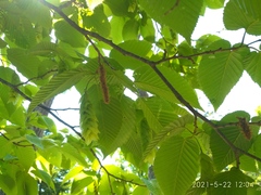 Carpinus cordata