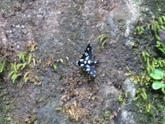 Pseudothyris sepulchralis