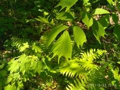 Ulmus laciniata